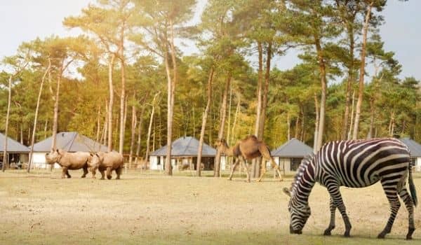 Bergen Beekse Safaripark